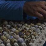 Kaya protein, ini khasiat telur puyuh untuk kesehatan
