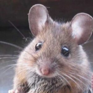 Cara alami usir tikus dari rumah, aman bagi anak dan hewan peliharaan