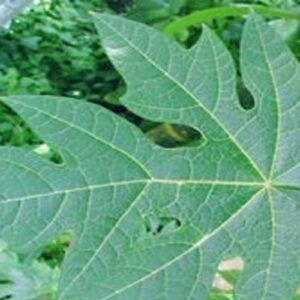 Cara olah daun pepaya agar tidak pahit saat dikonsumsi