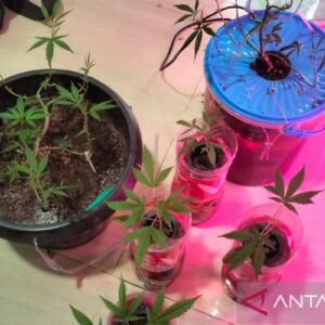 Ini pemanfaatan ganja untuk kebutuhan medis