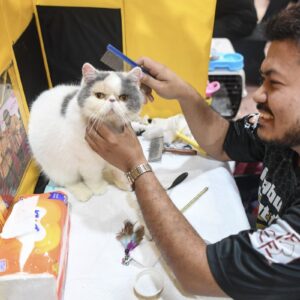 Cara efektif agar kucing peliharaan tidak kencing sembarangan di rumah