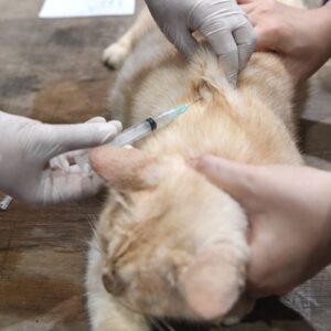 8 cara efektif cegah kucing BAB sembarangan di halaman rumah