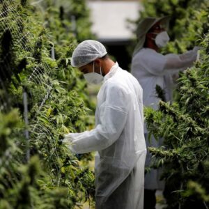 Daftar negara yang legalkan ganja untuk kebutuhan medis