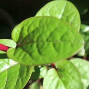 Daun binahong: Herbal alami yang bermanfaat bagi kulit dan organ dalam