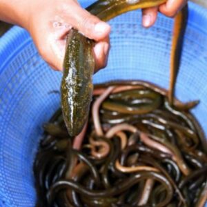 Manfaat dan kandungan gizi daging belut untuk kesehatan tubuh