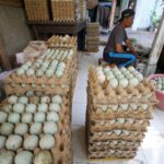 10 manfaat telur bebek untuk kesehatan tubuh