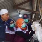SIG Bagikan 237 Hewan Kurban Setara 21 Ton Daging di 20 Provinsi