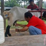 10 manfaat susu kambing bagi kesehatan tubuh