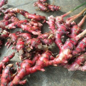 Manfaat jahe merah dan cara konsumsi yang aman untuk kesehatan