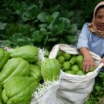 10 manfaat labu siam dan kandungan gizinya bagi kesehatan tubuh