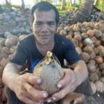 6 jenis kelapa unggulan yang populer dan mudah dibudidayakan